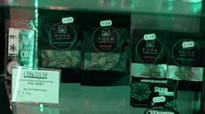 Confezioni di cannabis light - Foto Gabriele Strada /Neg © www.giornaledibrescia.it