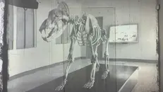 Lo scheletro di Ursus Spalaeus che prende vita grazie alle nuove tecnologie