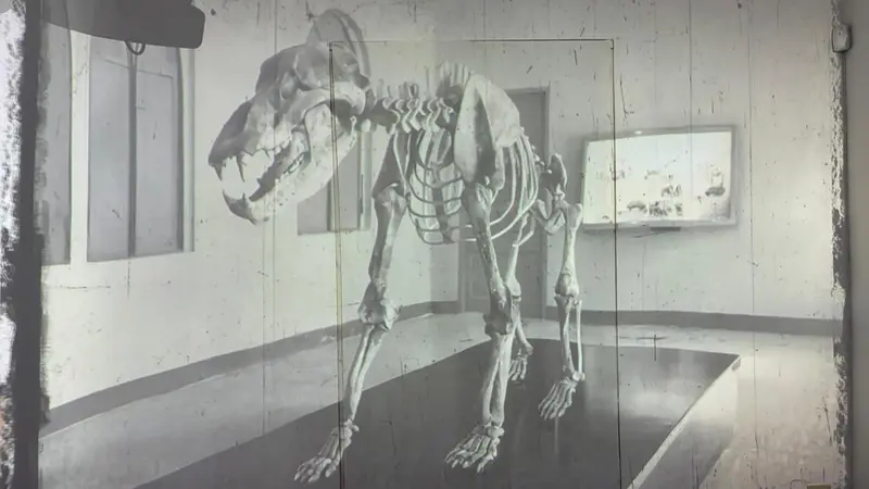 Lo scheletro di Ursus Spalaeus che prende vita grazie alle nuove tecnologie