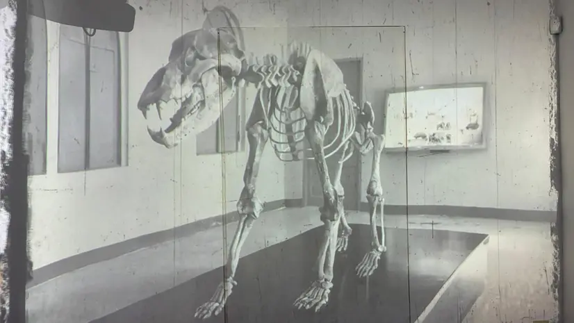 Lo scheletro di Ursus Spalaeus che prende vita grazie alle nuove tecnologie