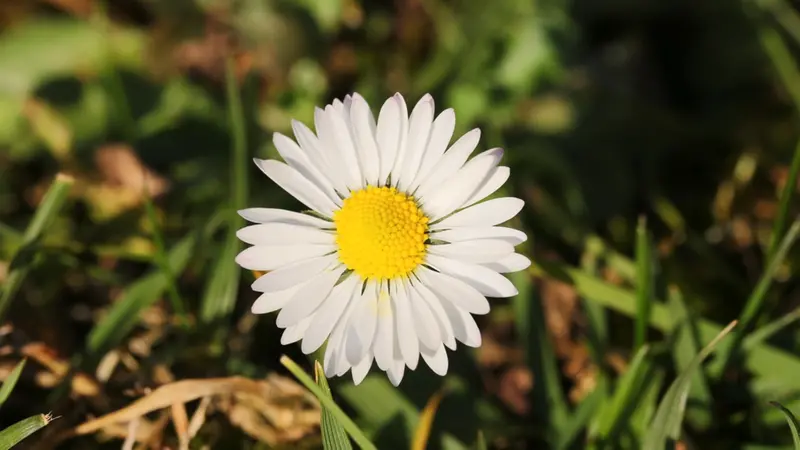 Nei prossimi giorni le temperature saranno sopra la media