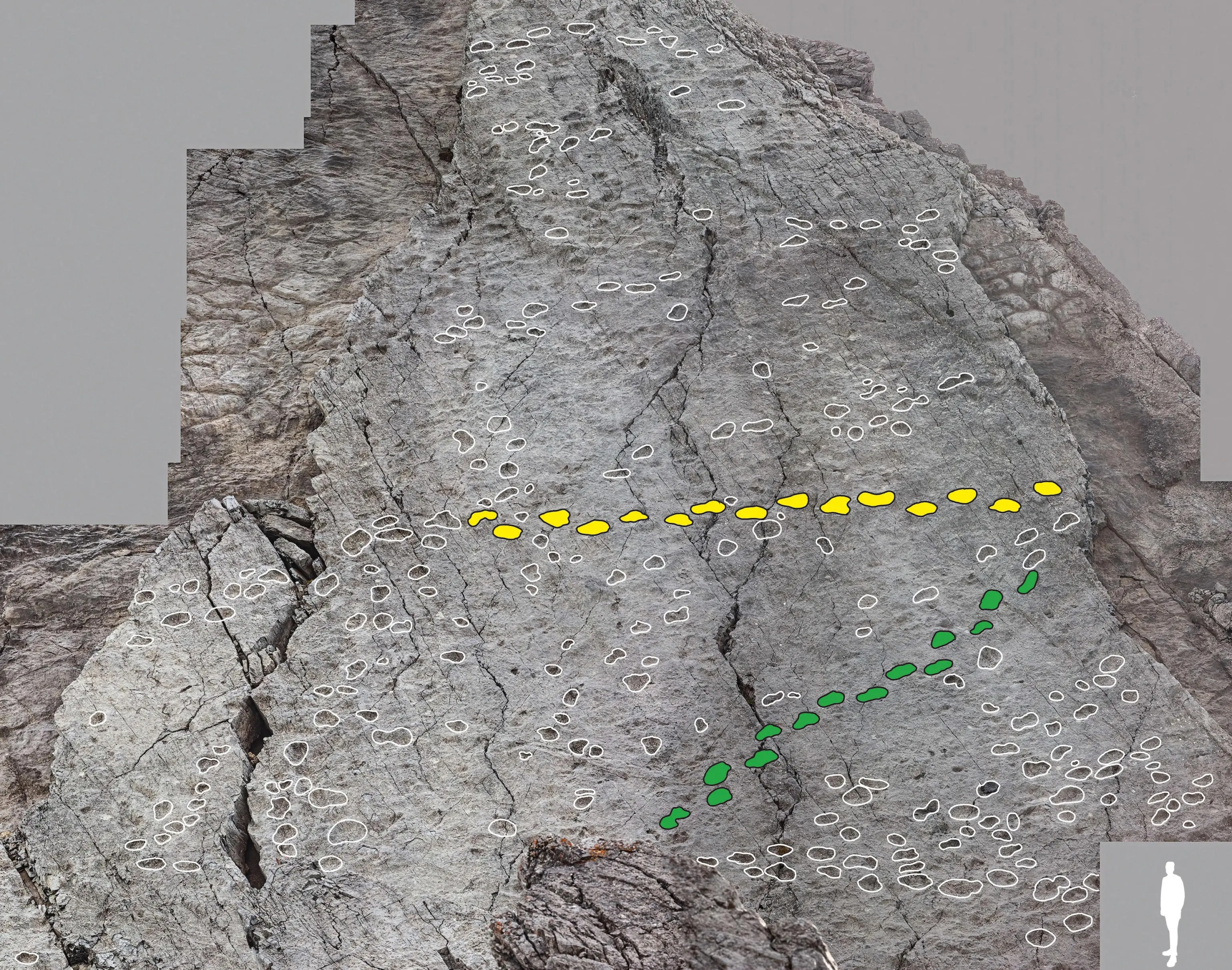 Orme di Prosauropodi risalenti al Triassico Superiore, fotografate nel nuovo sito paleontologico scoperto da Elio Della Ferrera. Valle di Fraele, Parco dello Stelvio, Valdidentro, Provincia di Sondrio, Lombardia, Italia.