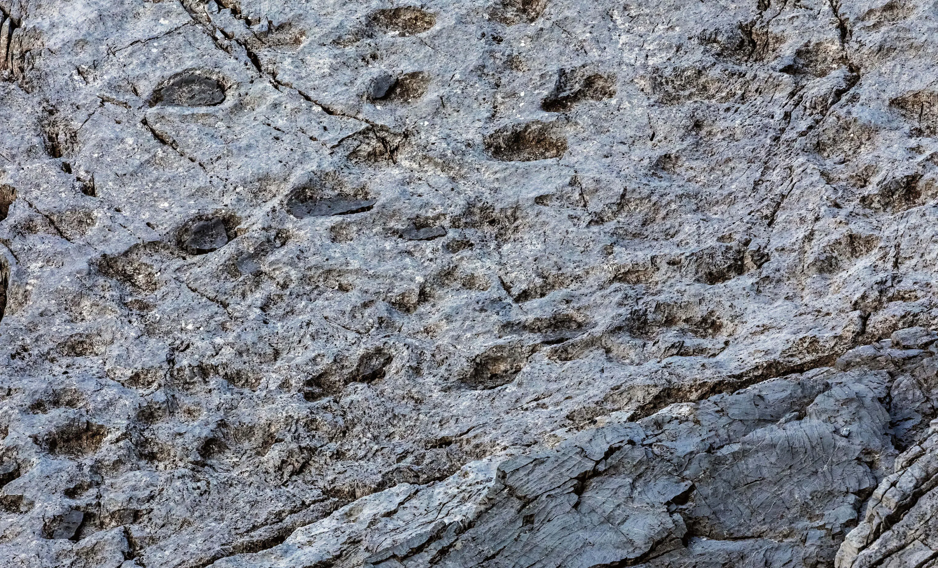 Scoperta_di_Elio_Della_Ferrera_del_NUOVO_sito_paleontologico_Alpisella-Plator-Braulio_2025 Cime di Plator CR2_strato_0_seconda area impronte a salire. 14_0ttobre_2025