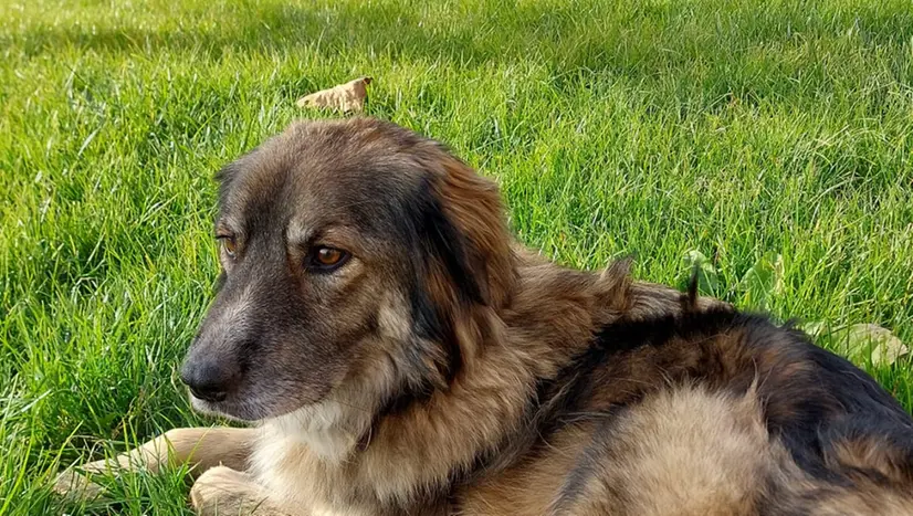 La cagnolina ritrovata - © www.giornaledibrescia.it