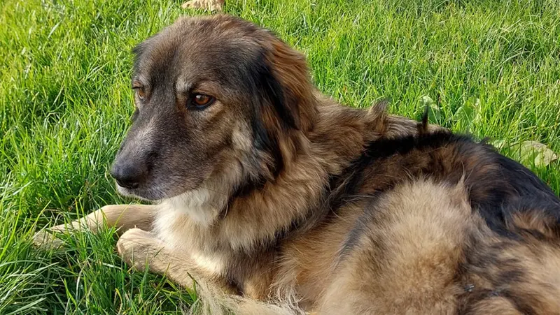 La cagnolina ritrovata - © www.giornaledibrescia.it