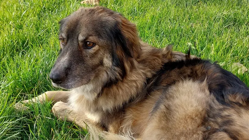 La cagnolina ritrovata - © www.giornaledibrescia.it