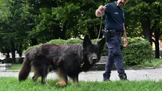 Il cane Thor - © www.giornaledibrescia.it