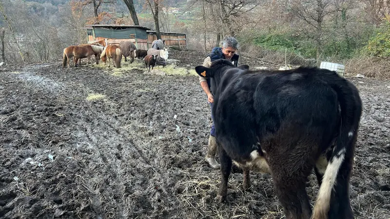 Sfratto a Botticino per una famiglia che salva animali - © www.giornaledibrescia.it