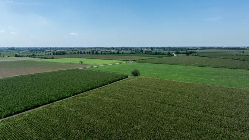 Campi di mais nella Bassa bresciana - © www.giornaledibrescia.it