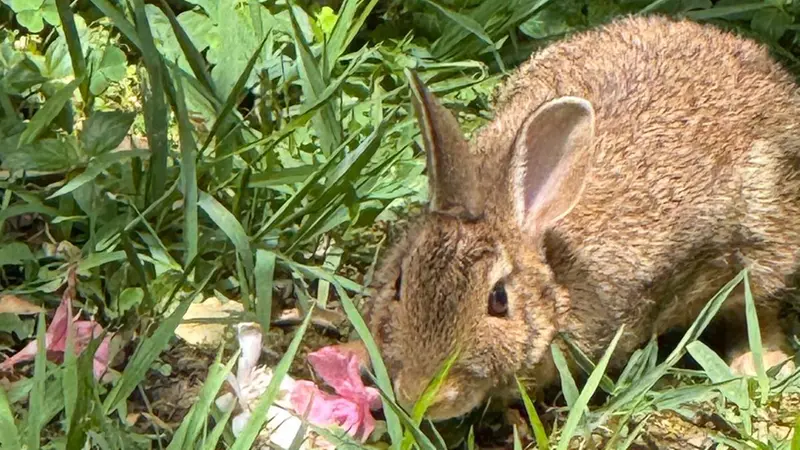 Il piccolo Bunny, il coniglio addomesticato © www.giornaledibrescia.it