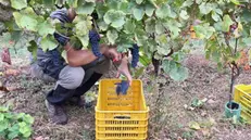 Nuove regole per la reintroduzione dei voucher in agricoltura © www.giornaledibrescia.it