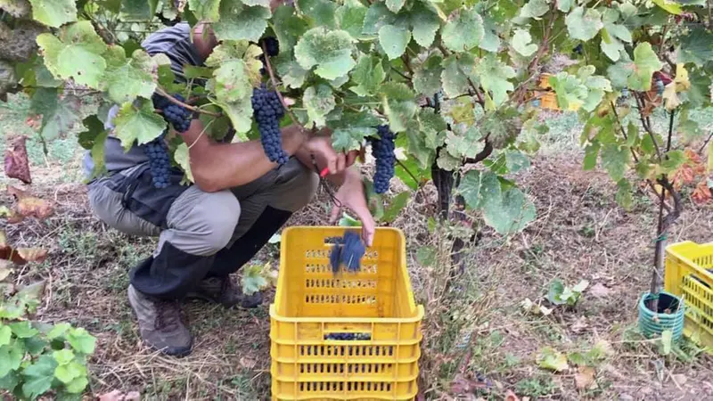Nuove regole per la reintroduzione dei voucher in agricoltura © www.giornaledibrescia.it