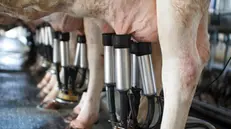 Vacche alla mungitura