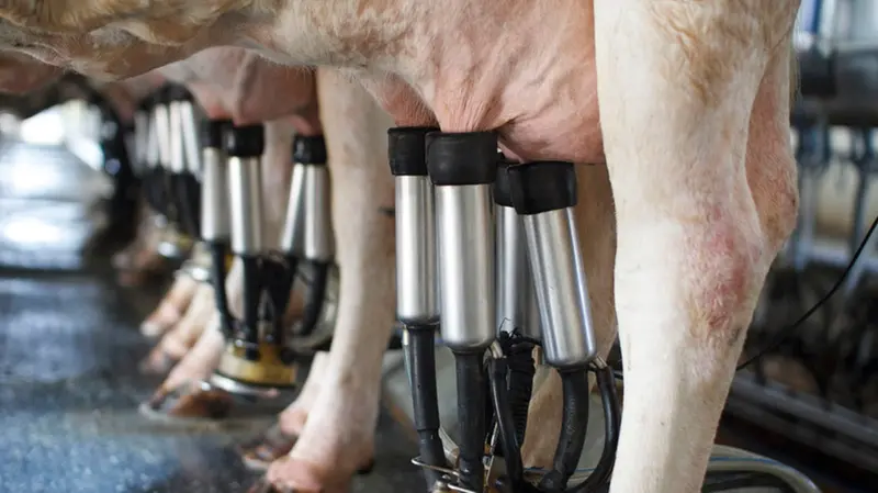 Vacche alla mungitura