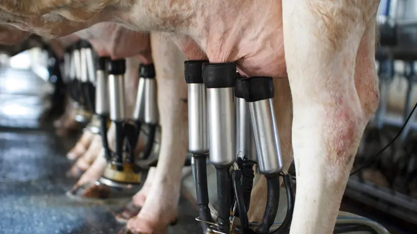 Vacche alla mungitura