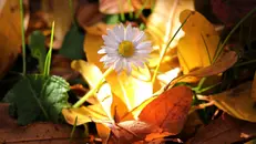 Una margherita baciata dal sole