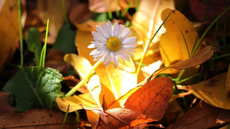 Una margherita baciata dal sole