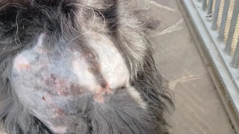 La ferite riportate dal cane aggredito al Villaggio Sereno © www.giornaledibrescia.it