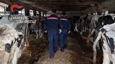 I controlli dei Carabinieri nell'allevamento di Barbariga