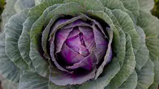 Un cavolo viola