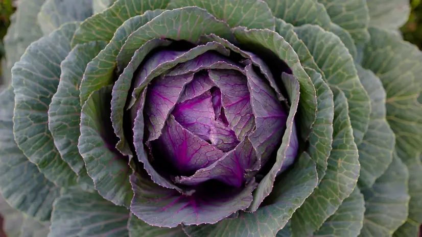 Un cavolo viola