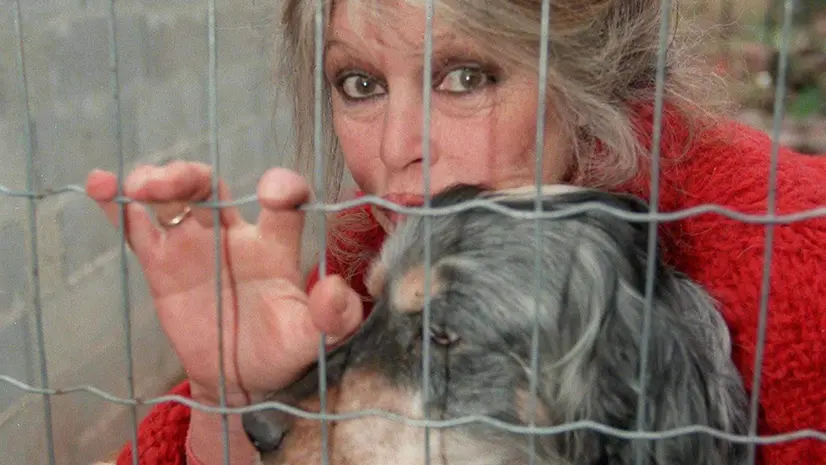 La Fondazione Brigitte Bardot donò 10.000 euro per i 2.500 cani sequestrati alla società Green Hill di Montichiari - Foto Gabriele Strada /Neg