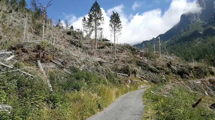 Alberi schiantati dal bostrico a Irma - © www.giornaledibrescia.it