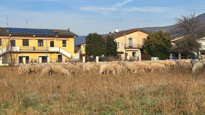 Le pecore in un campo della zona nord della città - © www.giornaledibrescia.it