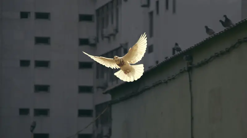 La pace, ci si augura, al centro del 2026