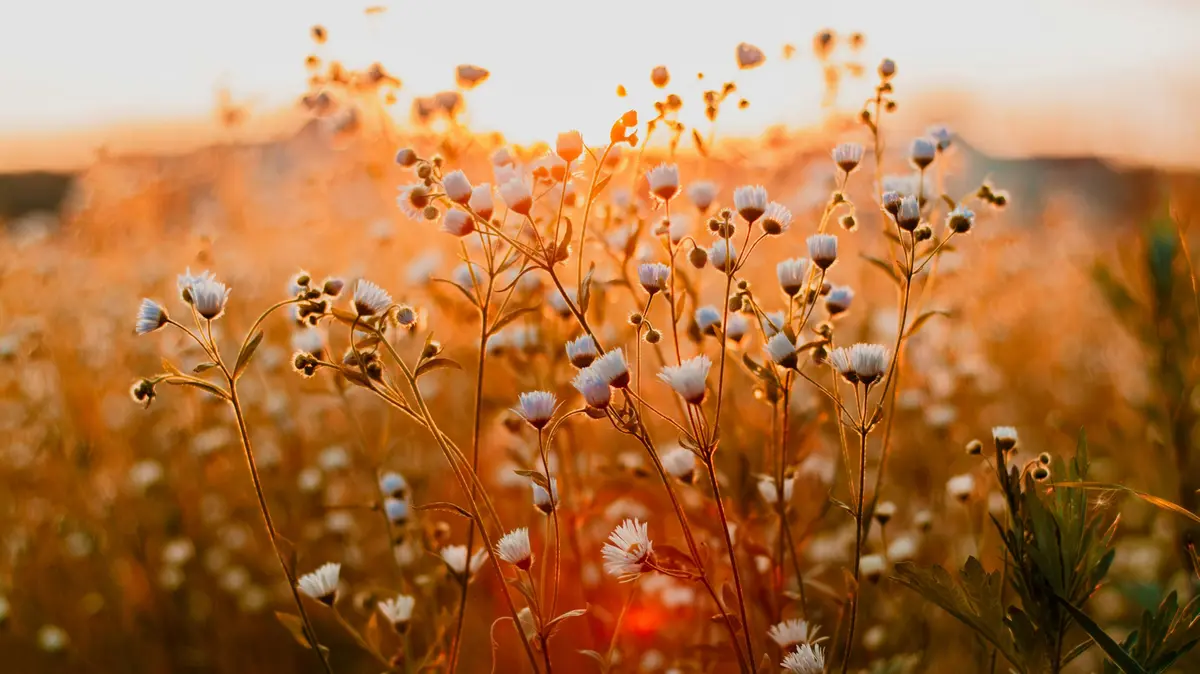 La bellezza che impregna il mondo attende di essere notata
