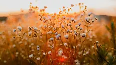 La bellezza che impregna il mondo attende di essere notata