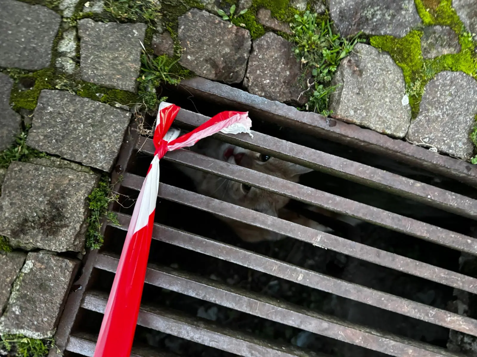 La gattina liberata in Carmine