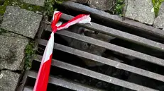 La gattina liberata in Carmine