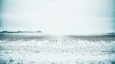 Neve in un campo