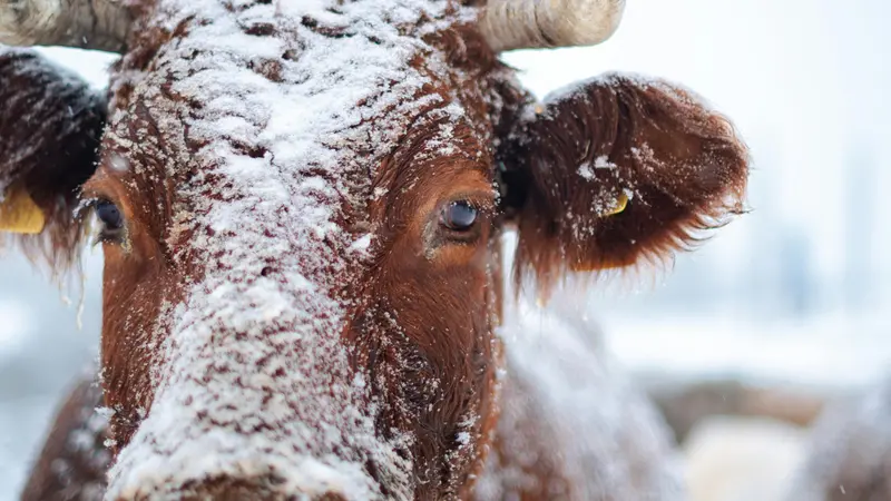 Il freddo mette a dura prova anche i bovini