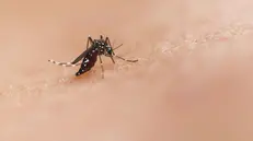 Una zanzara - © www.giornaledibrescia.it