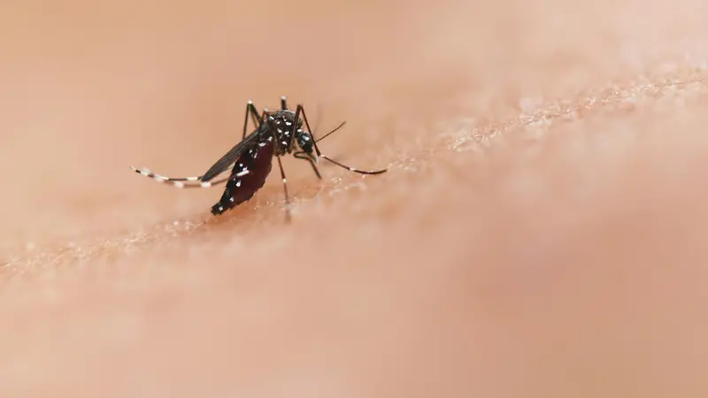 Una zanzara - © www.giornaledibrescia.it