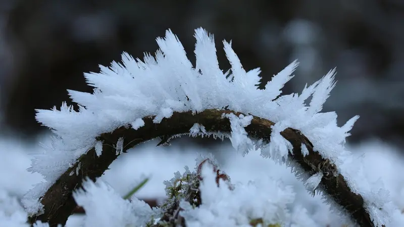 Un'abbondante brinata, fotografata a Mompiano nei giorni scorsi - © www.giornaledibrescia.it