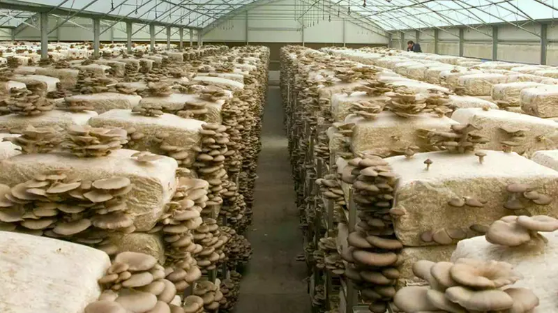 Il Pleurotus ostreatus è il fungo utilizzato - © www.giornaledibrescia.it