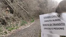 Strada chiusa per il rischio caduta alberi - © www.giornaledibrescia.it