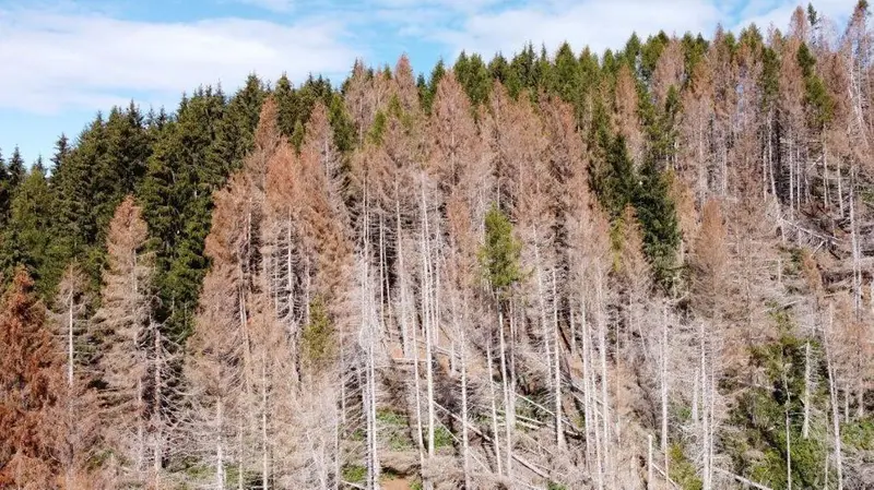 Boschi devastati a causa del bostrico - © www.giornaledibrescia.it