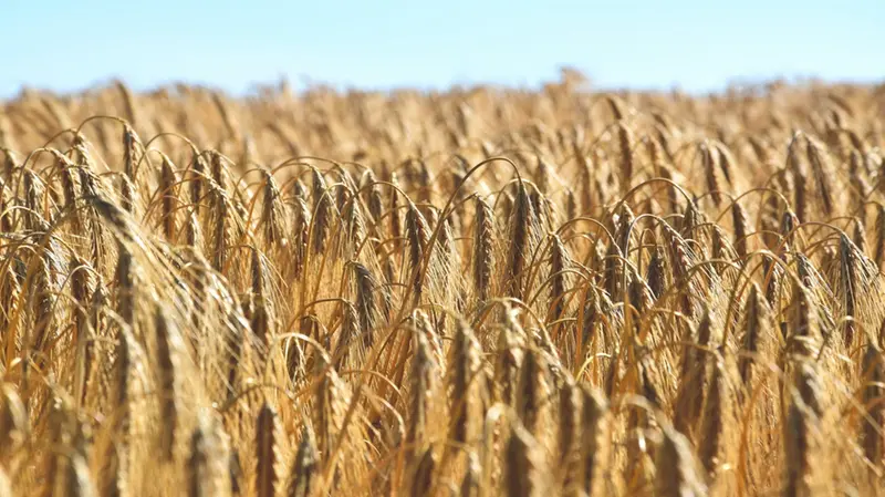 Frumento e coltivazioni a rischio - © www.giornaledibrescia.it
