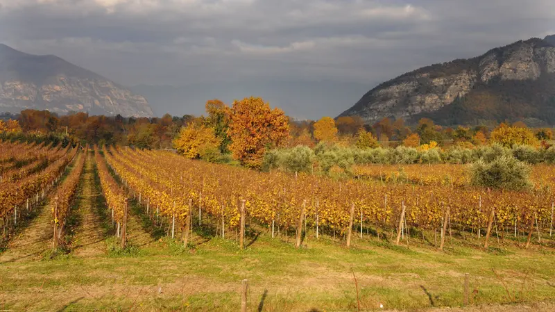 I vigneti della Franciacorta - © www.giornaledibrescia.it
