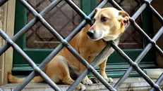 Oltre 550 segnalazioni arrivate nel 2025