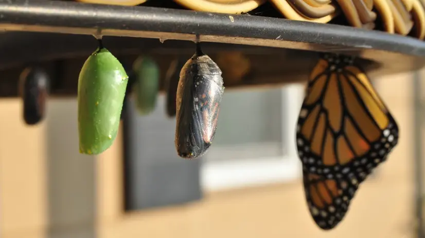 Speranza, la forza del cambiamento - © www.giornaledibrescia.it