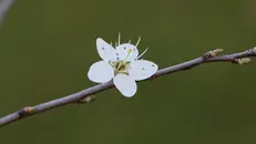 Un fiore appena sbocciato