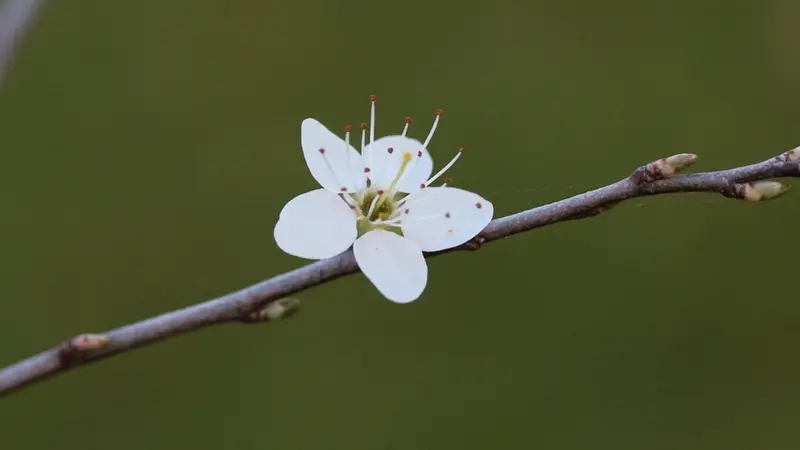 Un fiore appena sbocciato