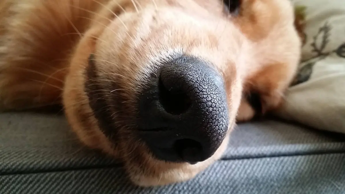 Muso di un cane