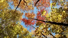 Alberi in autunno - © www.giornaledibrescia.it