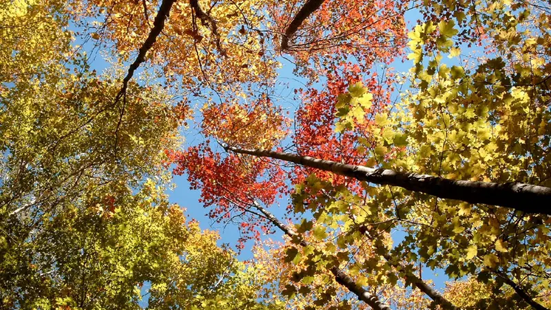 Alberi in autunno - © www.giornaledibrescia.it